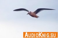 Легенда о розовой чайке - Бондаренко Владимир (Аудиокнига)